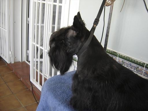 Les Scottish Terrier de l'affixe   de Roller King