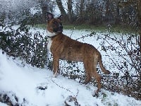 Étalon American Staffordshire Terrier - Aka tiger brown (Sans Affixe)