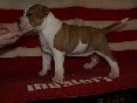 Étalon American Staffordshire Terrier - Edition eve limited red girl du ring des anges