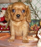 Étalon Cavalier King Charles Spaniel - Erine du domaine de Maxiel