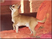 Étalon Chihuahua - Dubitshu De misandre