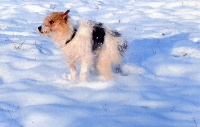 Étalon Jack Russell Terrier - Avis de tempete Des irréductibles cathares