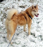 Étalon Siberian Husky - étoile des neiges of Arctic Glance