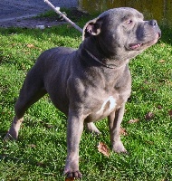 Étalon Staffordshire Bull Terrier - charmonics Kentucky blue