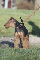Étalon Welsh Terrier - Etoile du Bois Barré
