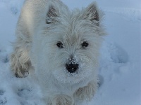 Étalon West Highland White Terrier - Encore une Du mat des oyats
