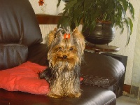 Étalon Yorkshire Terrier - Dylan of Meadow Cottage