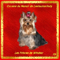 Étalon Yorkshire Terrier - Cocaine du Manoir de Leelaumarilody