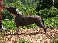 Étalon American Staffordshire Terrier - Casia De la crique du Flojule