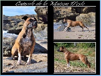 Étalon American Staffordshire Terrier - Capsule De la Maison d'Este