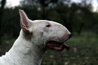 Étalon Bull Terrier - benjip Romantic verse