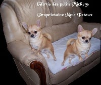 Étalon Chihuahua - Glovis des Petits Mickeys