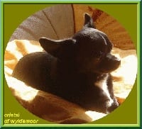 Étalon Chihuahua - cristal Of wyldsmoor
