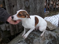 Étalon Jack Russell Terrier - Doris Du domaine de riboulon