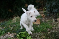 Étalon Parson Russell Terrier - Twenty-three Endora