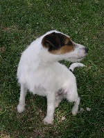 Étalon Parson Russell Terrier - Dexter of Puppydogs Tails