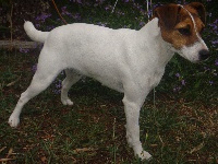 Étalon Parson Russell Terrier - Capsule Du parc des acacias
