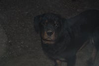 Étalon Rottweiler - El-diablo des gardiens de Cloe