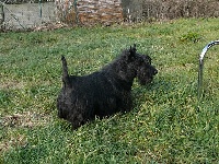 Étalon Scottish Terrier - Vilma (Sans Affixe)