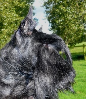 Étalon Scottish Terrier - Vilfrid d'ingreville