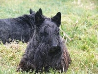 Étalon Scottish Terrier - Tankred des vicklands