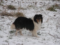 Étalon Shetland Sheepdog - D'chupa rosa Du taillis du houx