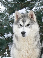 Étalon Siberian Husky - Eternal Grey Moonlight dite Enelya Of cold winter nights