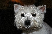 Étalon West Highland White Terrier - Eroïne Du Clos des Trois Rivières