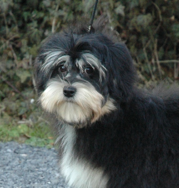 Chien Elevage Des Ptites Obsessions Eleveur De Chiens