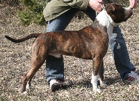 Étalon American Staffordshire Terrier - P'pit Dardevil
