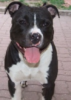 Étalon American Staffordshire Terrier - Don Diego Black and White de madinina forever