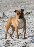 Étalon American Staffordshire Terrier - P'pit Dark mashera