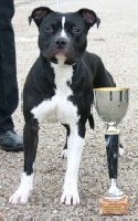 Étalon American Staffordshire Terrier - Crystal black style de madinina forever