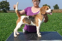 Étalon Beagle - Cookye du Museau D'Or