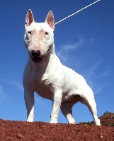 Étalon Bull Terrier Miniature - Coco chanel n°1 (dite rita) De la crique du Flojule
