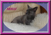 Étalon Chihuahua - Arielle Of wyldsmoor