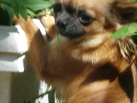 Étalon Chihuahua - Chiquita d'or du Cèdre Enchanté