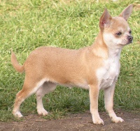Étalon Chihuahua - Elfy Des muses du haut forez