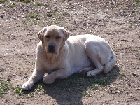 Étalon Labrador Retriever - Djaze (Sans Affixe)