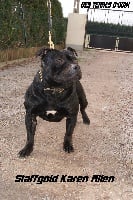 Étalon Staffordshire Bull Terrier - Staffgold Karen allen