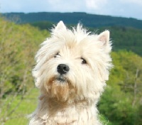 Étalon West Highland White Terrier - Biscotte II Des coeurs d'alène
