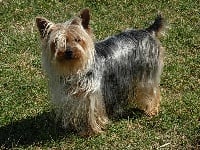 Étalon Yorkshire Terrier - Chipie Du puits des sortileges