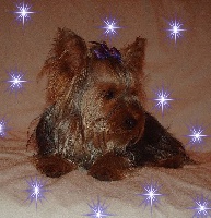 Étalon Yorkshire Terrier - Bianca Blue star norev's