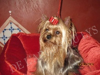 Étalon Yorkshire Terrier - rubis soft's Coco chanel