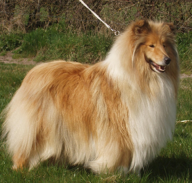 index rub=chiens&page=fiche&ID ELEVEUR=4781&ID SITE= &ID CHIEN= &TABLE=t chien 03