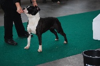 Étalon American Staffordshire Terrier - Magister dixit Armony