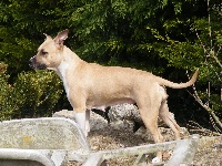 Étalon American Staffordshire Terrier - Beethoven (Sans Affixe)