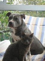 Étalon American Staffordshire Terrier - Annita blue belle De la crique du Flojule