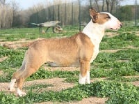 Étalon Bull Terrier - Divine josephine of Bull's city