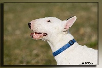 Étalon Bull Terrier - Come on baby Of new galloway